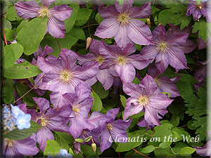 Clematis photograph