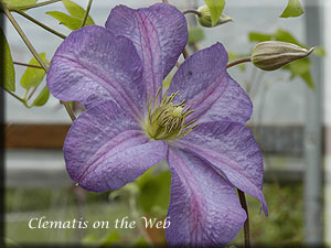 Clematis photograph