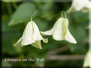 Clematis photograph