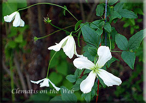 Clematis photograph