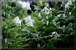 Clematis photograph