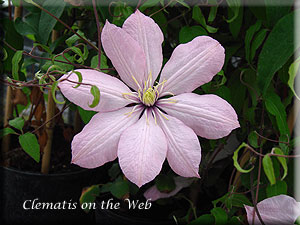 Clematis photograph