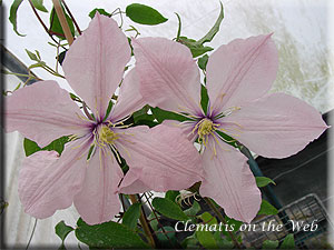 Clematis photograph