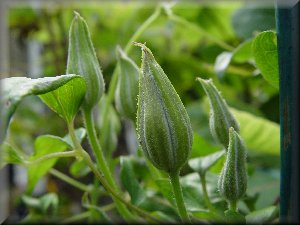 Clematis photograph