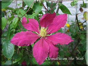 Clematis photograph