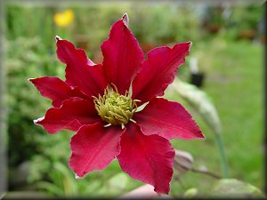 Clematis photograph