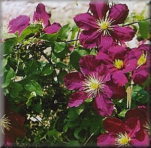 Clematis photograph