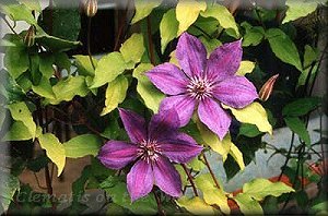 Clematis photograph