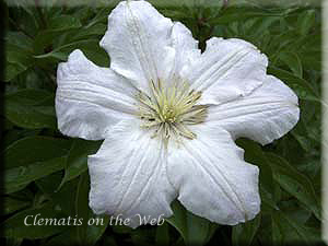 Clematis photograph