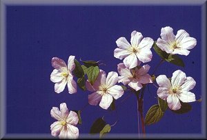 Clematis photograph