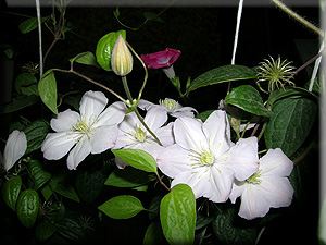 Clematis photograph