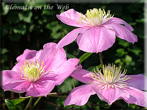 Clematis photograph