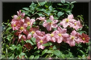 Clematis photograph