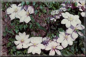 Clematis photograph