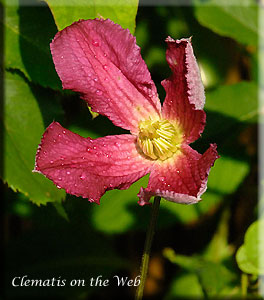 Clematis photograph