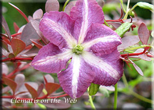 Clematis photograph
