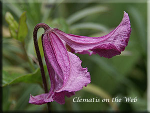 Clematis photograph