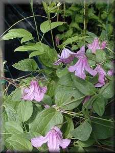 Clematis photograph