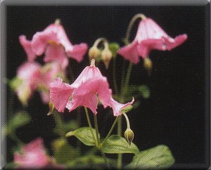 Clematis photograph