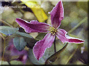 Clematis photograph