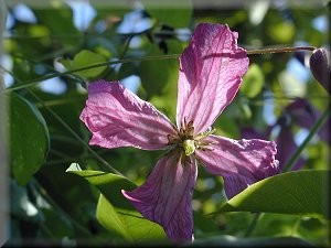 Clematis photograph