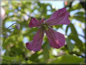 Clematis photograph