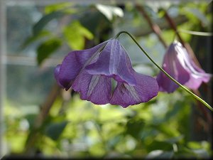 Clematis photograph