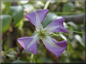 Clematis photograph