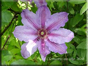 Clematis photograph