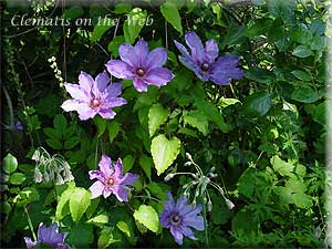 Clematis photograph