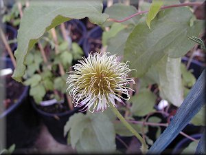 Clematis photograph