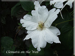 Clematis photograph