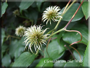 Clematis photograph