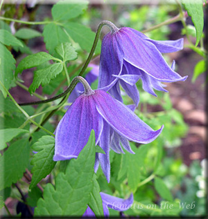 Clematis photograph