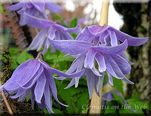 Clematis photograph