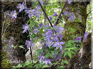 Clematis photograph