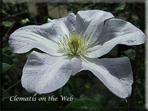 Clematis photograph