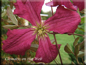 Clematis photograph