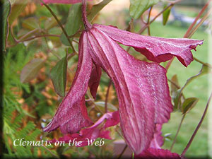 Clematis photograph