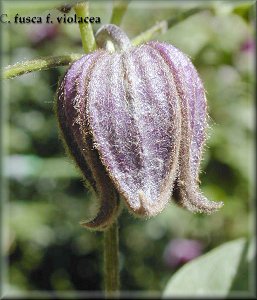 Clematis photograph