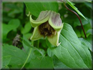 Clematis photograph