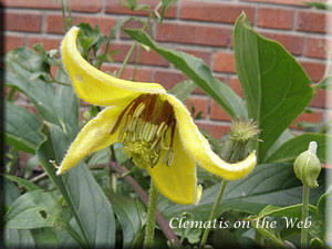 Clematis photograph