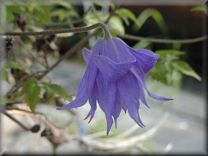 Clematis photograph