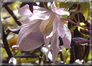 Clematis photograph