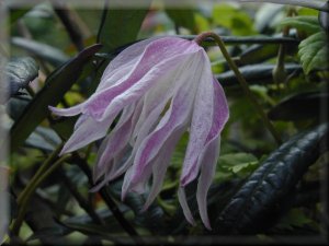 Clematis photograph