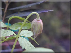 Clematis photograph