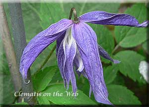 Clematis photograph