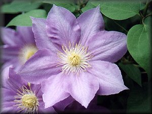 Clematis photograph