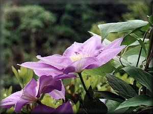 Clematis photograph