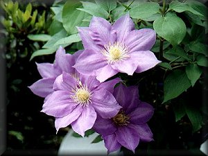 Clematis photograph